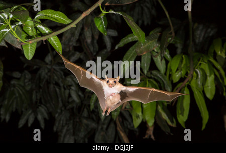 Chauve-souris femelle à pattes aux épaules de Peter (Micropteropus pussilus) volant avec un bébé sur son ventre, Ghana. Banque D'Images