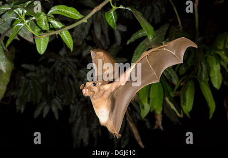 La batte aux fruits à pattes aux épaules de Franquet (Epomops franqueti) volant, Ghana. Banque D'Images