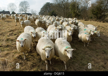 Troupeau de moutons Banque D'Images