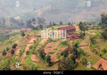La ferme en terrasses fertiles entre Kigali Rwanda Central et près de l'Ruhengiri la terre de montagnes Virunga 1000 Hills Banque D'Images