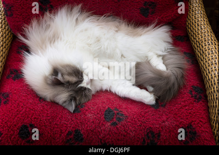 Chat Ragdoll mâle adulte endormi sur un lit rouge Banque D'Images