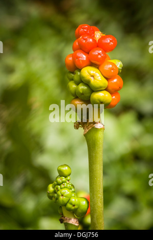 Les fruits de l'Arum maculatum, mieux connu comme Cuckoopint ou Lords and Ladies, de l'éclat du soleil en août. Banque D'Images