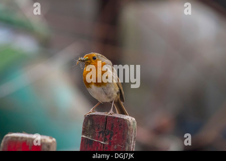 Un robin avec un bec plein d'insectes prêt à nourrir ses petits. Banque D'Images