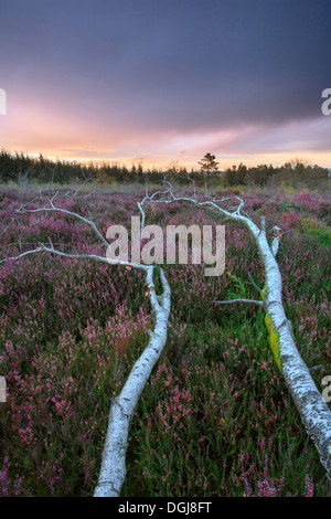 Silver Birch Tree tombés sur la lande restaurée. Banque D'Images