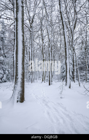 Footprints menant dans une forêt enneigée. Banque D'Images