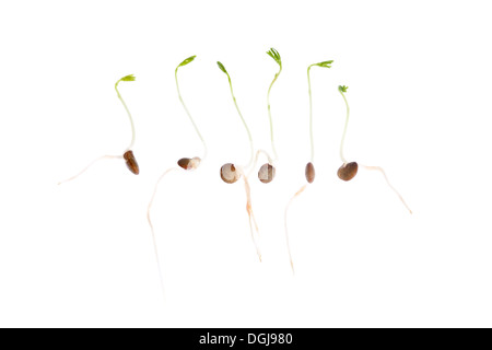 Close up of sprouting plants avec racines isolé sur un fond blanc avec une faible profondeur de champ . Banque D'Images