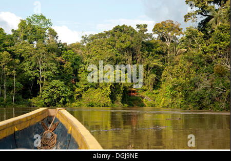 Forêt tropicale sur le fleuve Tiputini, bow, le Parc National Yasuní, Amazonie, Equateur, Amérique du Sud Banque D'Images