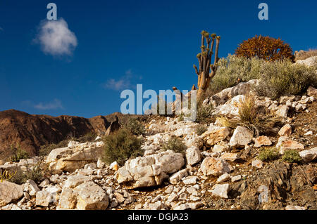 Armés de pied multi-club, d'éléphant ou Pachypodium namaquanum (Halfmens) dans son habitat naturel dans un champ de quartz Banque D'Images