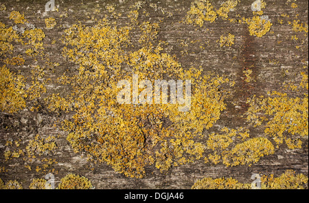 Close up de lichens poussant sur vieille planche en bois. Banque D'Images