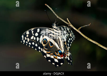 Les agrumes Papilio caravaggio collier style necklace), Papillon tropical, Afrika, Afrique du Sud Banque D'Images