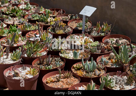 Les plantes succulentes à vendre dans la plus grande pépinière de succulentes', 'Kokerboom, Vanrhynsdorp Vanrhynsdorp, Afrique du Sud Banque D'Images