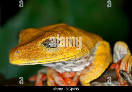 Site Tree Frog (Hypsiboas geographicus), la Réserve de Tambopata, région de Madre de Dios, Pérou Banque D'Images