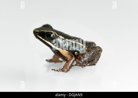 Grenouille poison thighed brillant (Allobates fémorale), juvénile, la Réserve de Tambopata, région de Madre de Dios, Pérou Banque D'Images