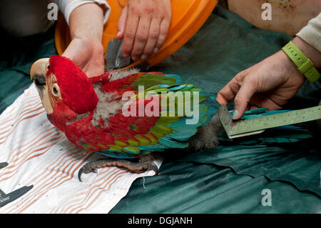 Examen de contrôle et de collecte de données biométriques, macaw chick, 50 jours, ou de l'Ara à ailes vertes et rouges (Ara Ara vert Banque D'Images