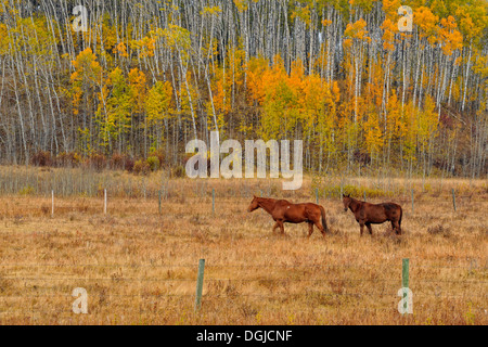 Automne tremble avec les chevaux dans un pâturage près de Longview Alberta Canada Banque D'Images