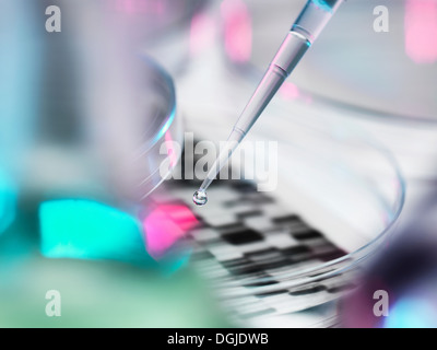L'échantillon d'ADN à la pipette dans la boîte de pétri avec gel d'ADN en arrière-plan Banque D'Images