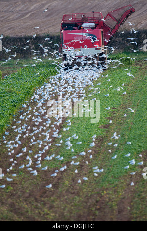 Levage mécanisé de betteraves automotrice récolteuse récolte avec remorque de remplissage avec des racines récoltées et des mouettes Banque D'Images