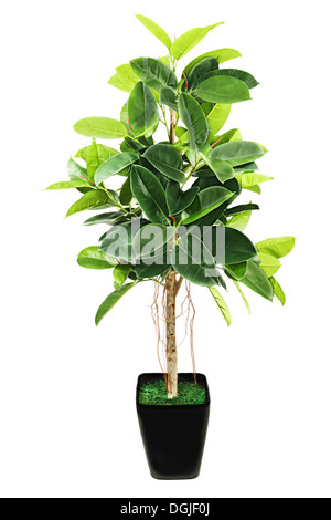 Ficus elastica (caoutchouc) Bush indien en noir cache-pot sur fond blanc. Banque D'Images