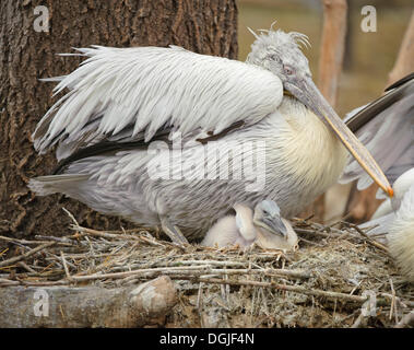 Pélican frisé (Pelecanus crispus) avec les jeunes, zoo de Schönbrunn, à Vienne, Autriche Banque D'Images