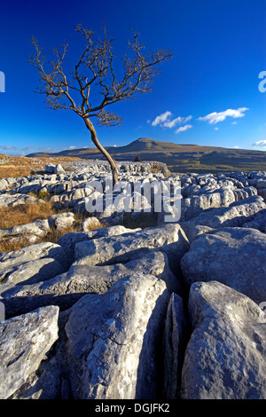 Un arbre d'aubépine solitaire hors de lapiez. Banque D'Images