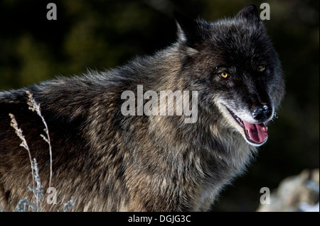 La phase noire Loup gris (Canis lupus) Portrait de loup gris dans la neige, Montana, USA. Banque D'Images