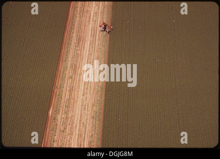 Un champ irrigué dans la vallée impériale, mettant en valeur les pratiques agricoles dans cette région aride de Californie. Le champ fait partie du vaste système d'irrigation de la région conçu pour soutenir la production agricole. Banque D'Images