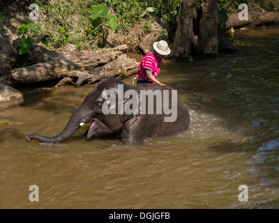 Un mahout son éléphant de baignade dans une rivière à la Maesa Elephant Camp à Chiang Mai. Banque D'Images