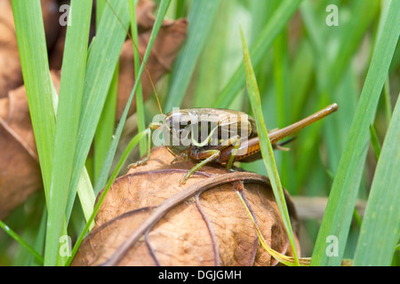 Homme Roesel's Bush-cricket Banque D'Images