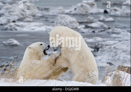 L'ours polaire (Ursa maritimus) sur la baie d'Hudson sub-arctique la glace et la neige, Churchill, MB, Canada Banque D'Images