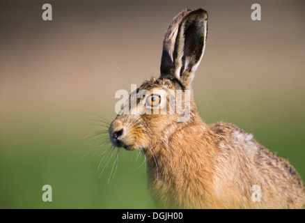 European Brown Hare (Lepus europaeus) seul adulte, close-up de tête en début de soirée, la lumière du printemps, Yorkshire, UK Banque D'Images