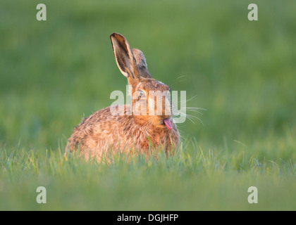 European Brown Hare (Lepus europaeus) seul adulte montrant langue maternelle dans l'habitat, printemps, Yorkshire, UK Banque D'Images