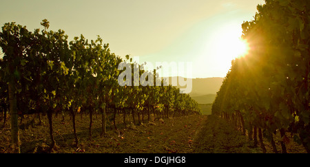 Close up de vignes au coucher du soleil, Toscane, Italie Banque D'Images