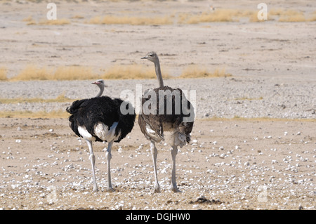 Un mâle (à gauche) et femelle (à droite) l'autruche dans le Parc National d'Etosha, Namibie Banque D'Images