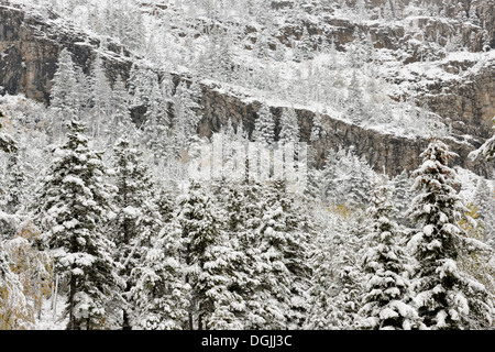 Une neige humide couvre les arbres et les falaises de la Montagne Lacs Waterton Waterton Lakes National Park Alberta Canada Banque D'Images