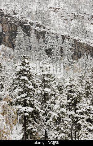 Une neige humide couvre les arbres et les falaises de la Montagne Lacs Waterton Waterton Lakes National Park Alberta Canada Banque D'Images