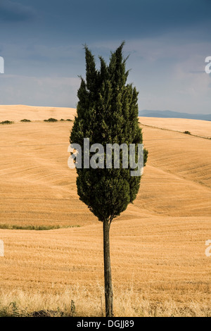 Lone cypress tree in Tuscan landscape, Italy Banque D'Images