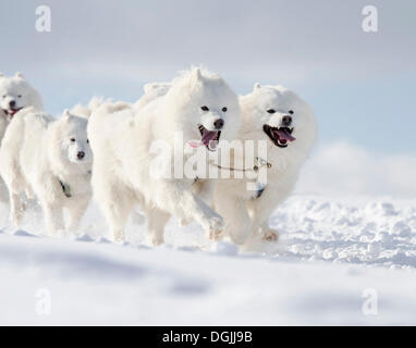 Quatre chiens de traîneau blanc, Samoyède chiens, chiens de plomb d'un traîneau de chiens, Harz, Clausthal-Zellerfeld, Basse-Saxe, Allemagne Banque D'Images
