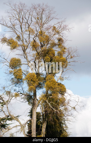 Bouquets de Gui Viscum album POUSSANT DANS LES BRANCHES D'ARBRES Banque D'Images