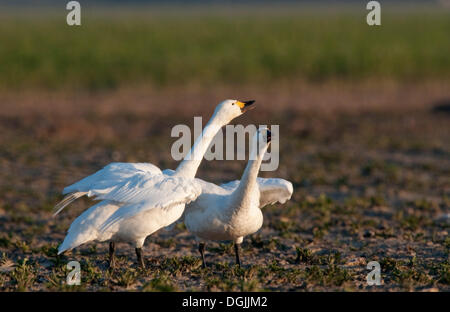 Les cygnes de Bewick (Cygnus columbianus) Banque D'Images