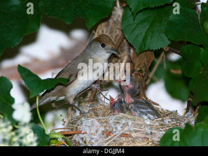 Blackcap (Sylvia atricapilla), avec les jeunes dans le nid Banque D'Images