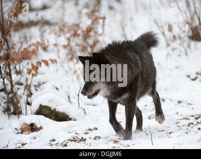 Loup de l'Est (Canis lupus lycaon) Banque D'Images