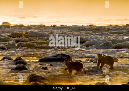 L'ours polaire (Ursa maritimus) sur la baie d'Hudson sub-arctique la glace et la neige, Churchill, MB, Canada Banque D'Images