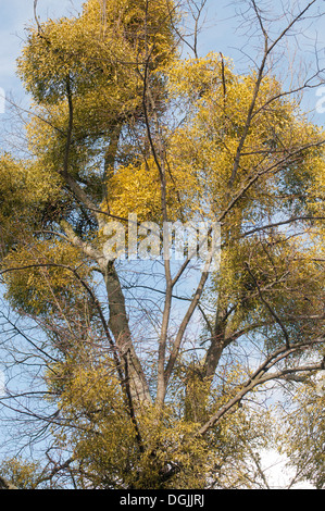 Bouquets de Gui Viscum album POUSSANT DANS LES BRANCHES D'ARBRES Banque D'Images