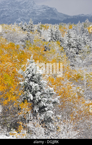 Une neige humide couvre les trembles près du ruisseau Blakiston Waterton Lakes National Park Alberta Canada Banque D'Images