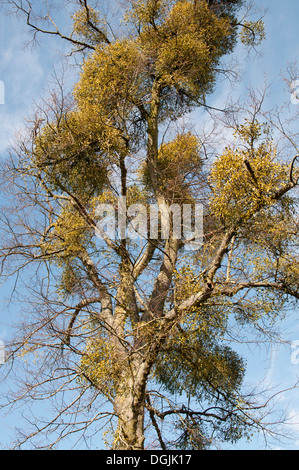 Bouquets de Gui Viscum album POUSSANT DANS LES BRANCHES D'ARBRES Banque D'Images