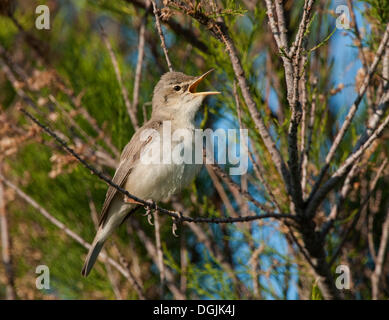 Olivaceous Warbler (Hippolais pallida) Banque D'Images