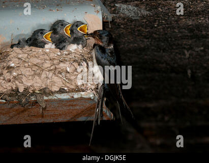 L'hirondelle rustique (Hirundo rustica) dans le nid Banque D'Images