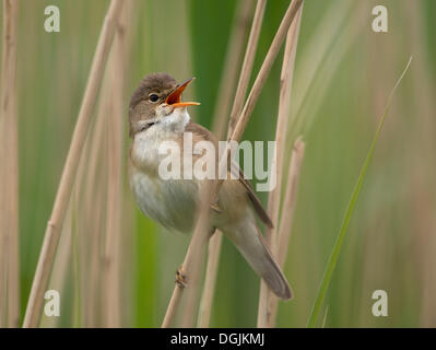 Eurasian Reed Warbler (Acrocephalus scirpaceus), Texel, aux Pays-Bas, en Europe Banque D'Images