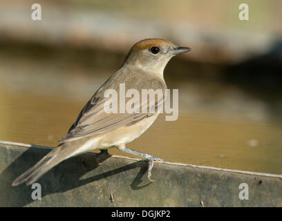 Blackcap (Sylvia atricapilla), Grèce, Europe Banque D'Images