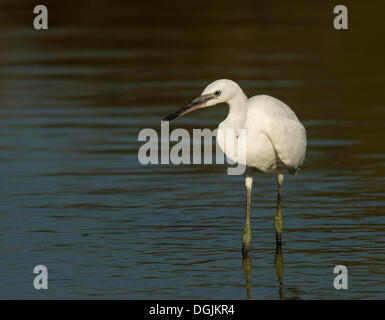 Aigrette garzette (Egretta garzetta), Lesbos, Grèce, Europe Banque D'Images